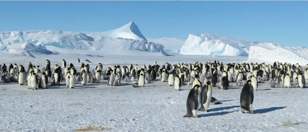 emperor penguin habitat pictures