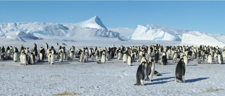 Emperor Penguin Animal Facts - Aptenodytes forsteri - A-Z Animals