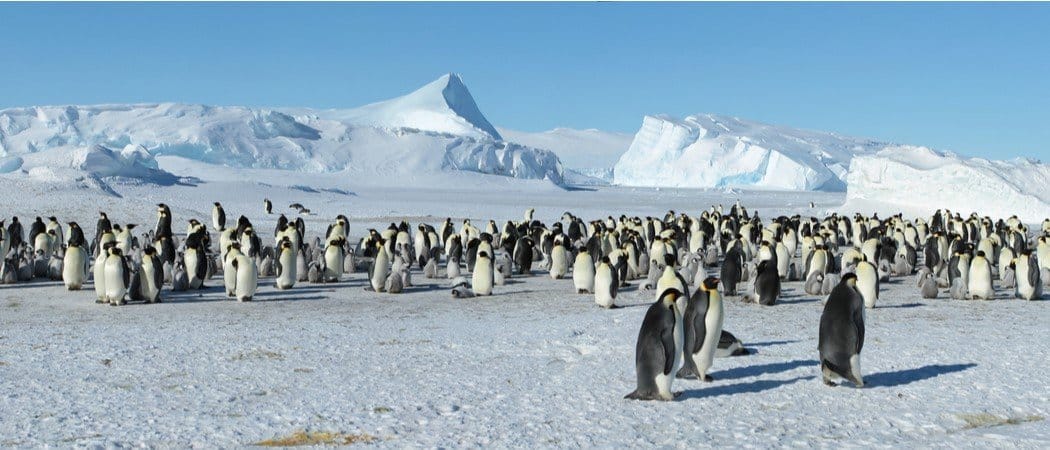 Wildlife in Antarctica - Types of Antarctican Animals - AZ Animals