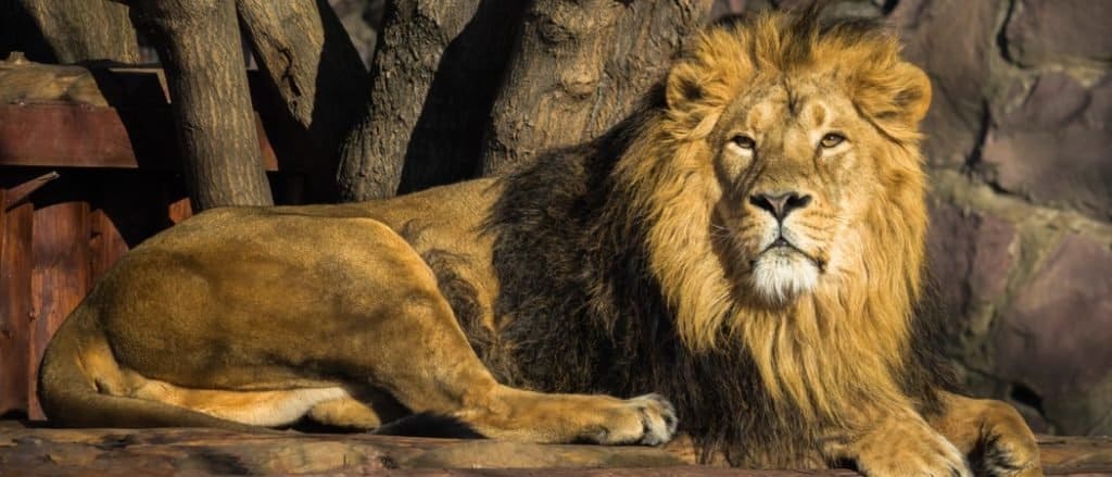 Asiatic Lion And African Lion Differences