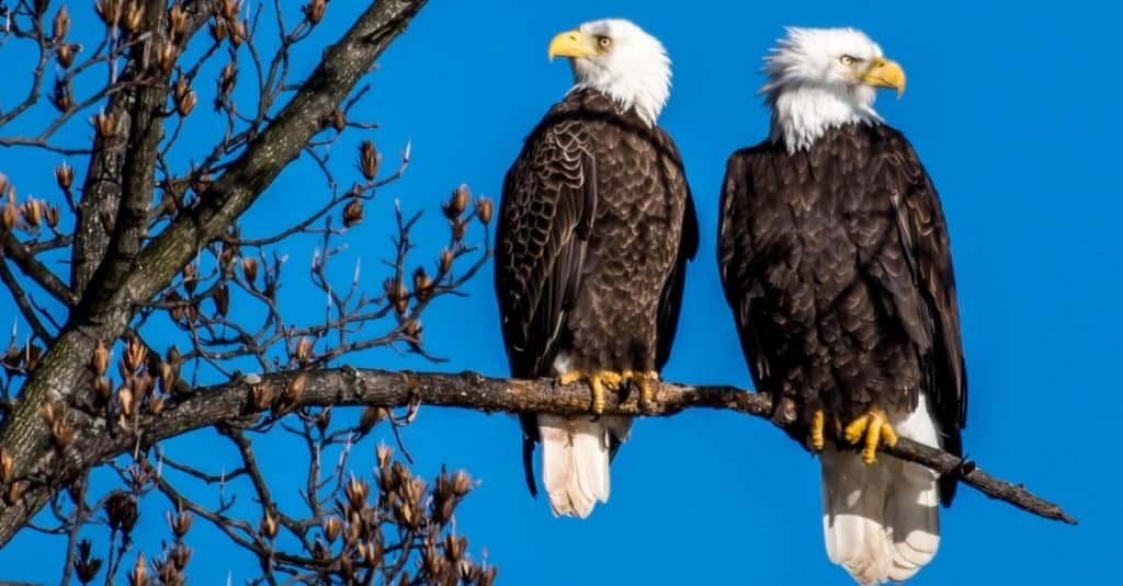 The largest bald eagle nest ever found was 20 feet deep and 9.5 feet wide