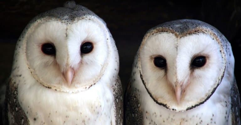 Animals That Mate for Life: Barn Owl