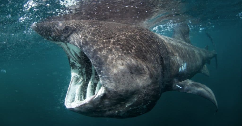 Basking Shark vs Whale Shark: Which is Bigger?  - basking shark eating