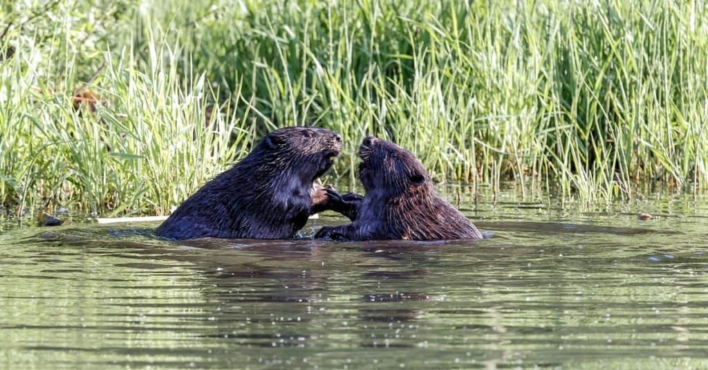 10 Facts to know about Beavers, our Keystone Species, by CEDEN ▪️