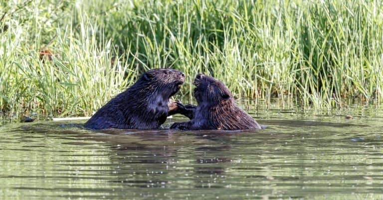 Animals That Mate for Life: Beavers