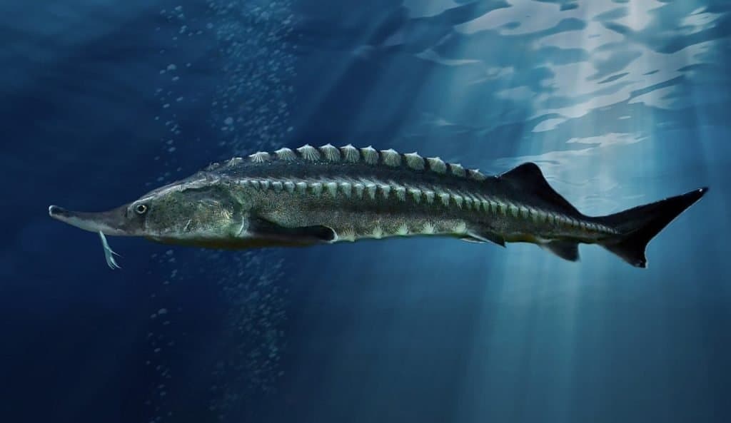 Cá lớn nhất thế giới: Cá tầm Beluga