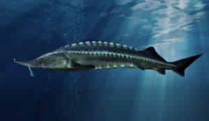 What Do Sturgeon Eat? Picture