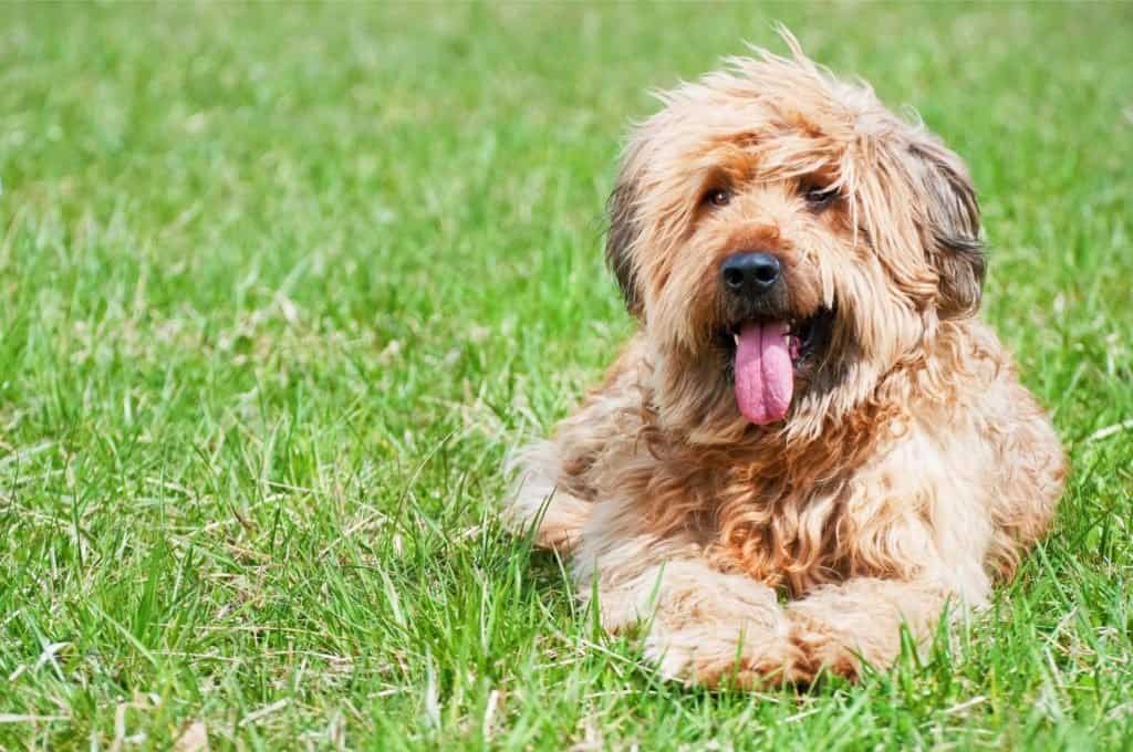 A Briard laying in the grass with its tongue out.