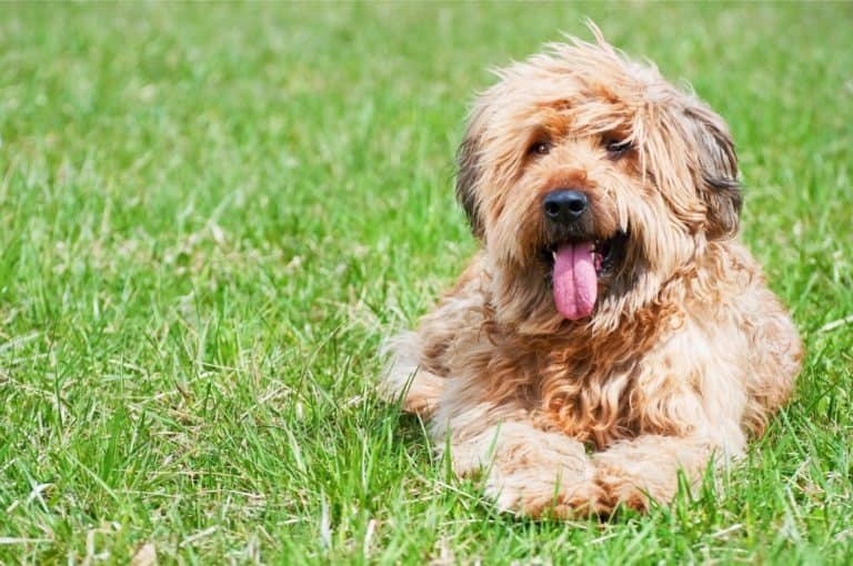 Briard