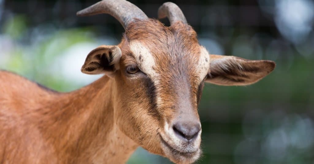 Animales elegidos para el cargo: Lincoln the Goat