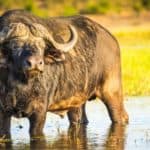 The docile herbivorous Cape buffalo weighs nearly 2,000 pounds!
