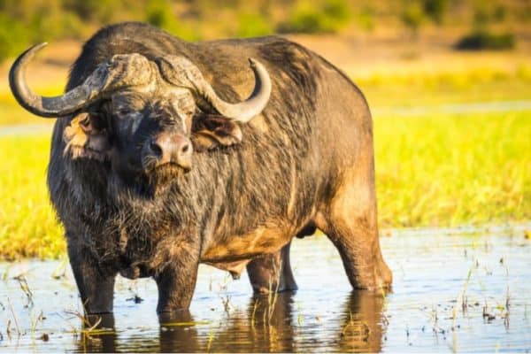 The docile herbivorous Cape buffalo weighs nearly 2,000 pounds!