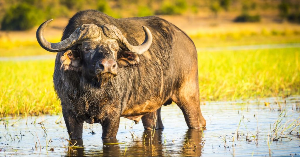 Safari Animals You MUST See: Cape Buffalo