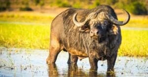 Watch a Platoon of Water Buffalo Rescue One of Their Own Being Attacked by Several Lions Picture
