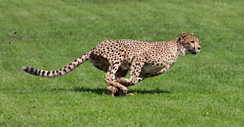 Largest cats - cheetah