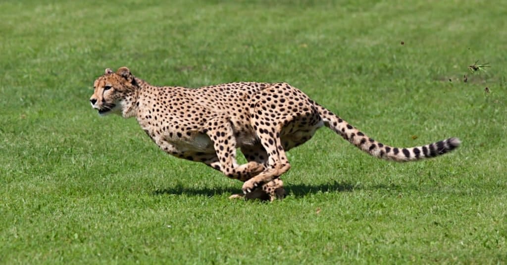 Largest cats - cheetah