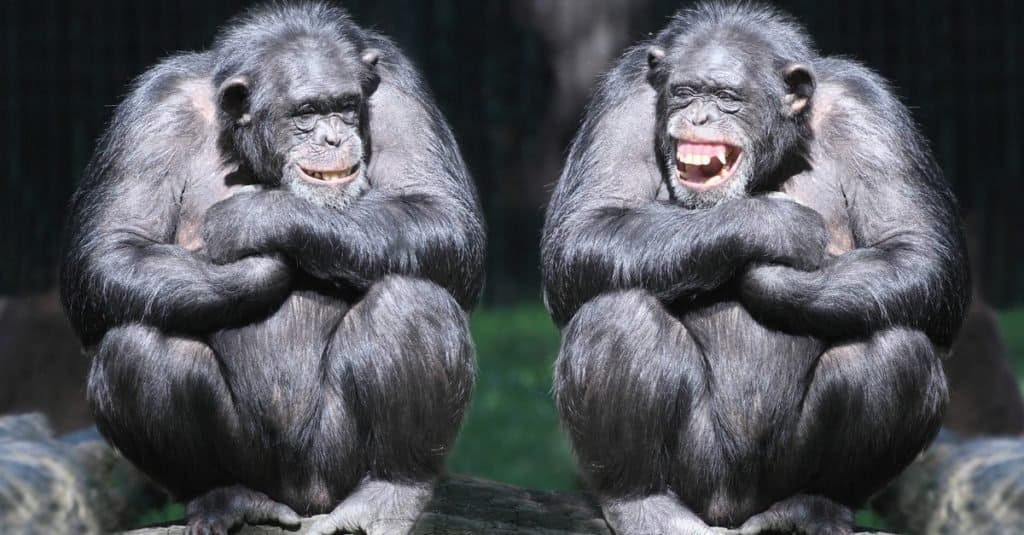 chimpanzee teeth