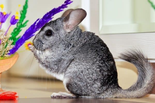 Chinchilla Quiz: What Do You Know? - A-Z Animals