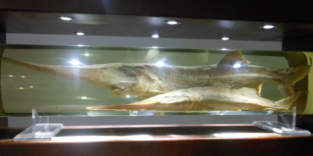 Chinese paddlefish in museum