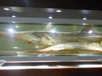 A Goodbye River Monsters: Scientists Declare Two of the World’s Larger Freshwater Fish Extinct