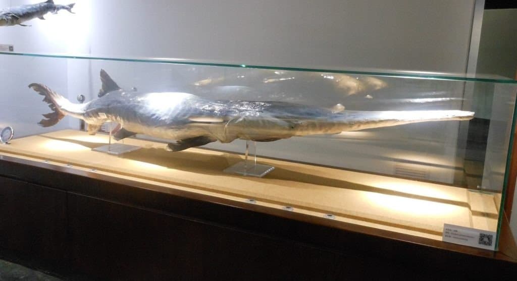 Chinese Paddlefish exhibited in the Museum of Hydrobiological Sciences, Wuhan