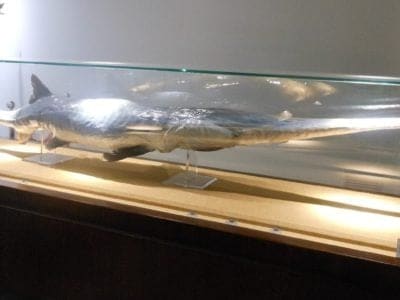 A Chinese Paddlefish