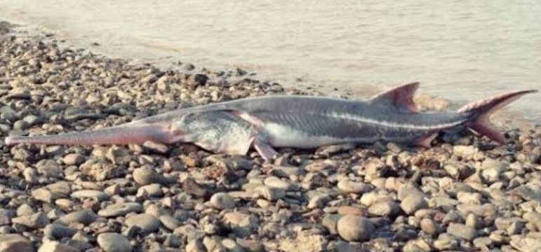 Chinese paddlefish on beach