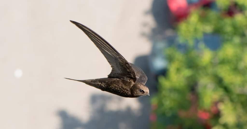 Fastest Birds in the World: Common Swift