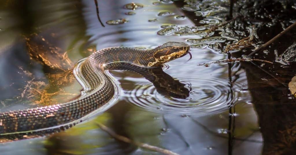 A cottonmouth snake in the water with its head elevated.