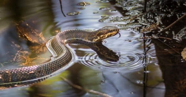 Water Moccasins vs. Cottonmouth Snakes AZ Animals