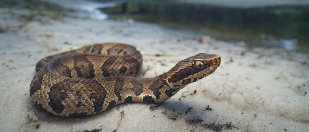 Water Moccasins Vs Cottonmouth Snakes Az Animals