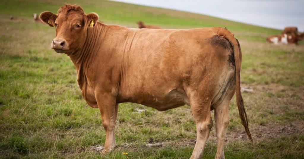 Animales elegidos para el cargo: April the Cow