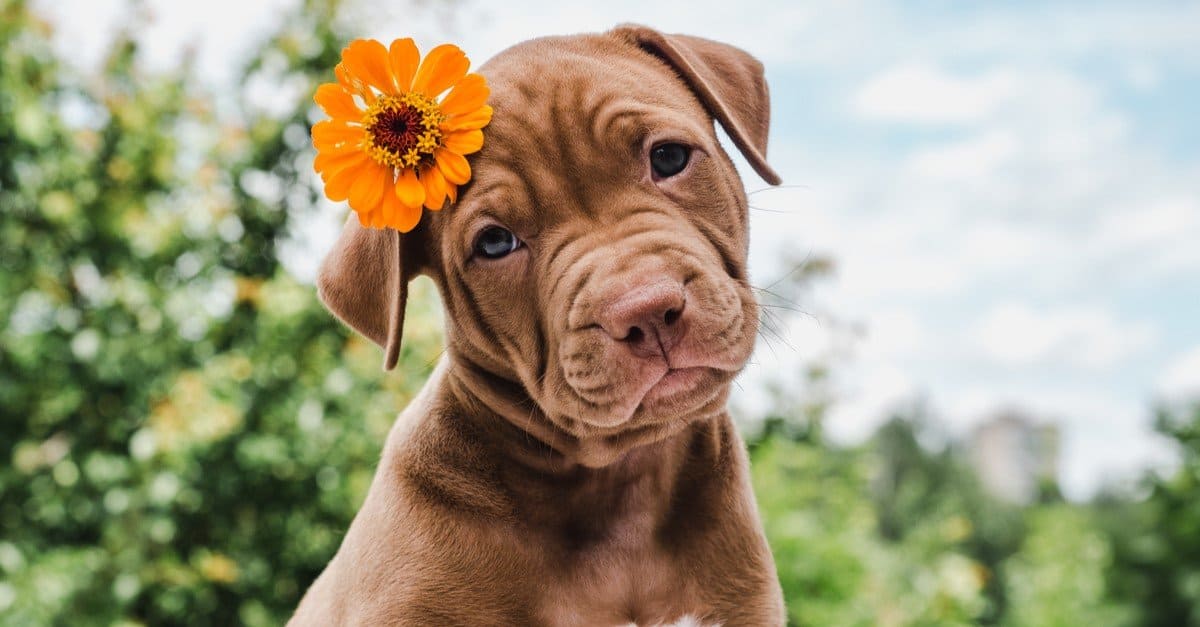 The 10 Best Dog Names in the World IMP WORLD