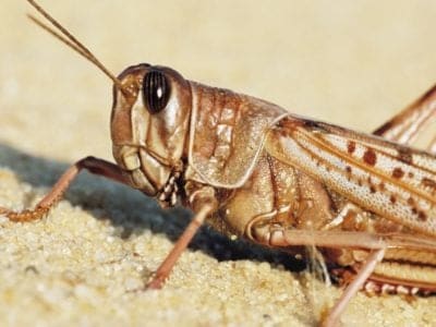 A Discover the Significance and Symbolism of Locusts in the Bible