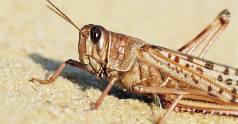 Closeup of desert locust