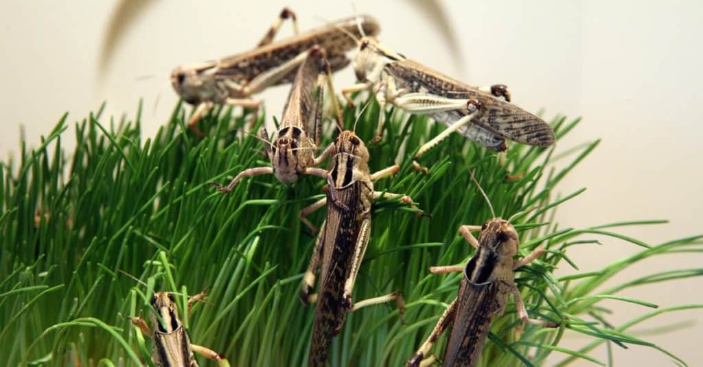 Desert locust (Schistocerca gregaria) eating green grass.