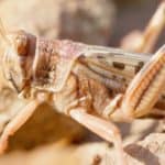 Desert locust