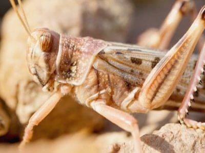 A Desert Locust