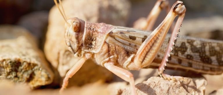 Close-up of a desert locust