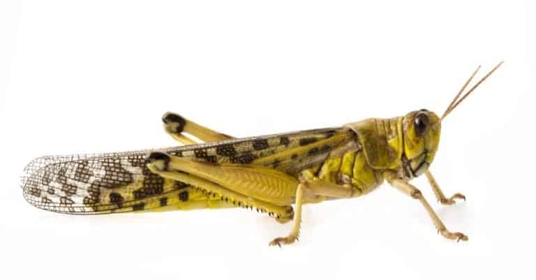 Schistocerca gregaria - the desert locust isolated on white background