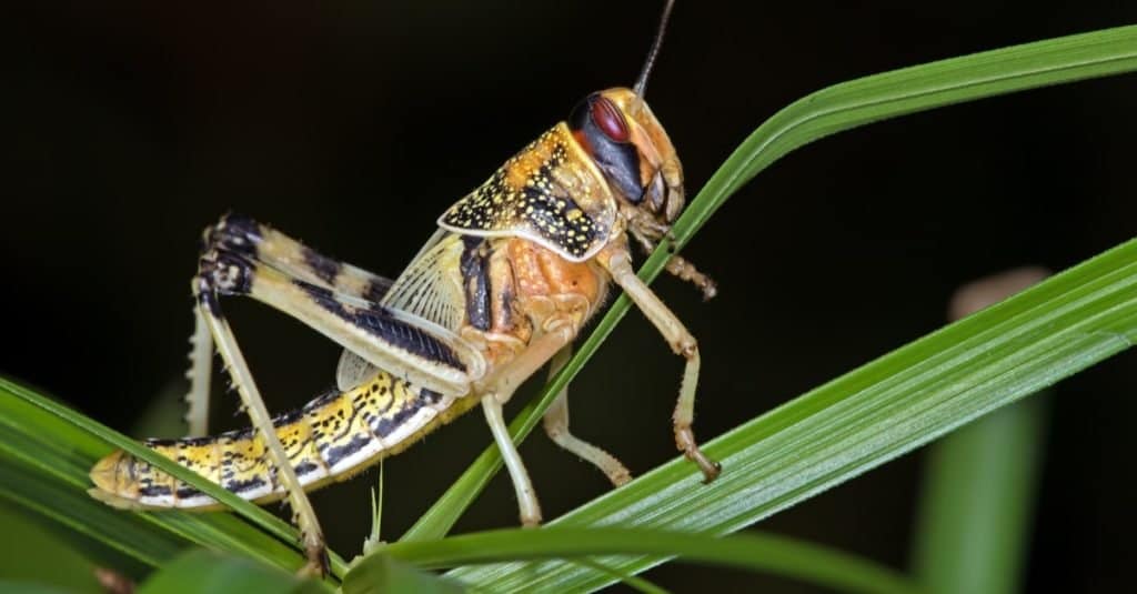 Desert Locust in Gregarious Form on Large Green Leaf