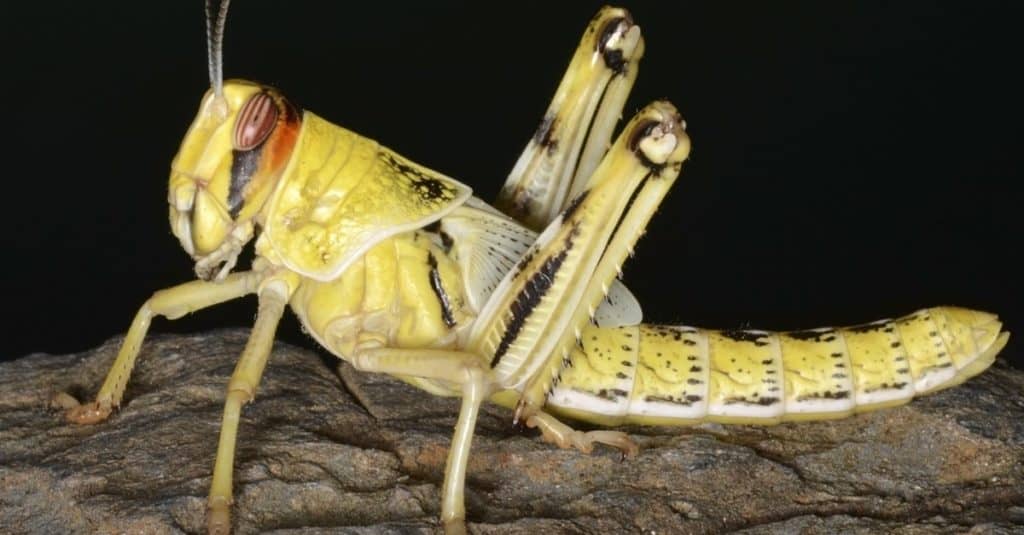Nymph of Schistocerca gregaria (the desert locust)