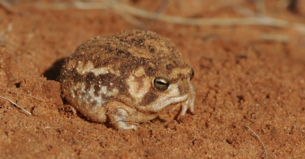 Desert Rain Frog sitting on sand, South Africa