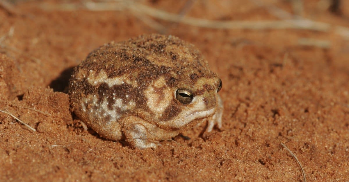 Desert Rain Frog Animal Facts Breviceps Macrops Az Animals