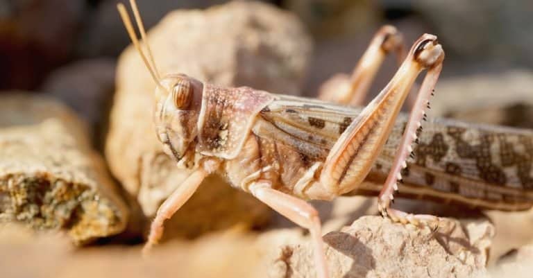 Close-up of a desert locust