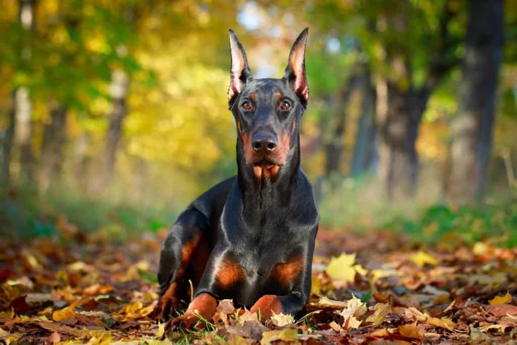 A Doberman Pinscher laying on the ground, surrounded by leaves, in the forest.