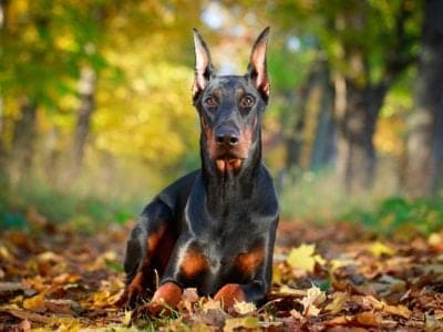 A Doberman Pinscher