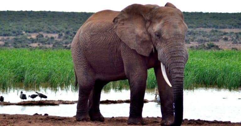 Smartest Animals – Elephants
