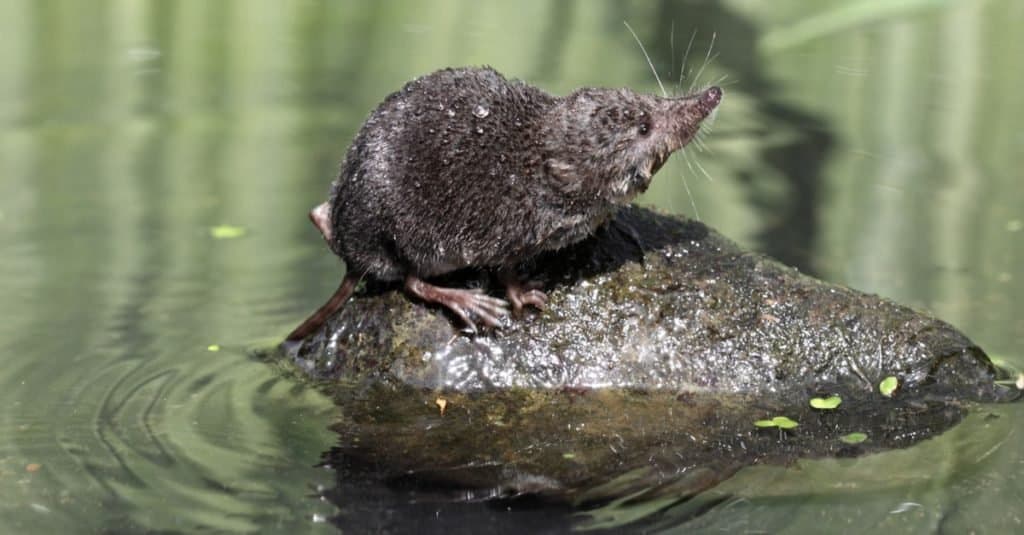 A Eurasian water shrew standing on the top of a rock in a body of water.
