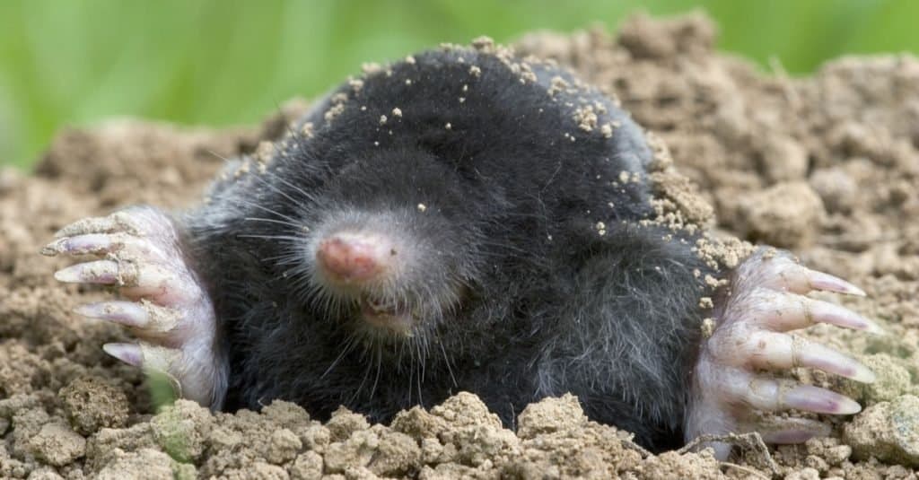 A European mole with dirt on its head, exiting a burrow.